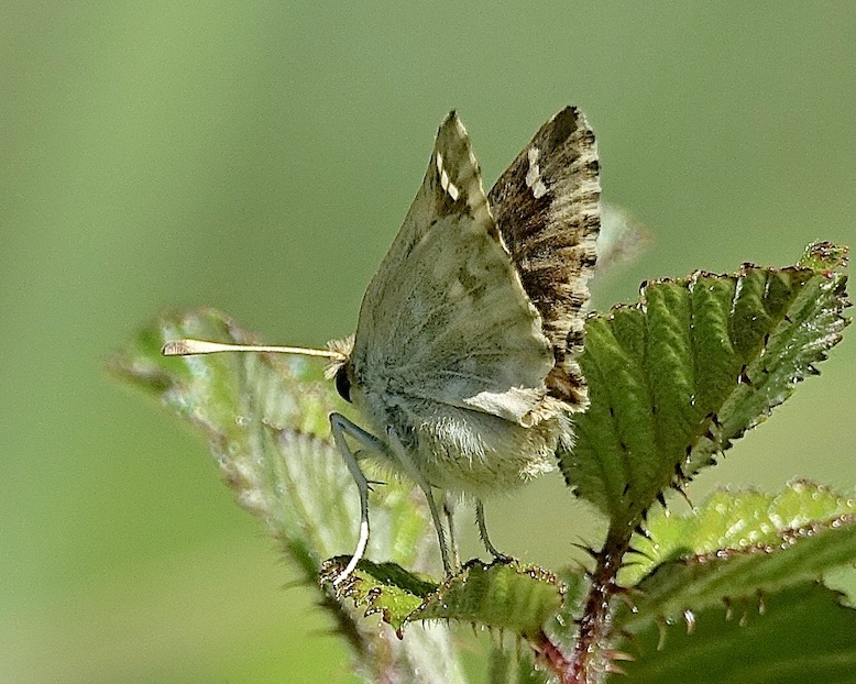 marbled skipper